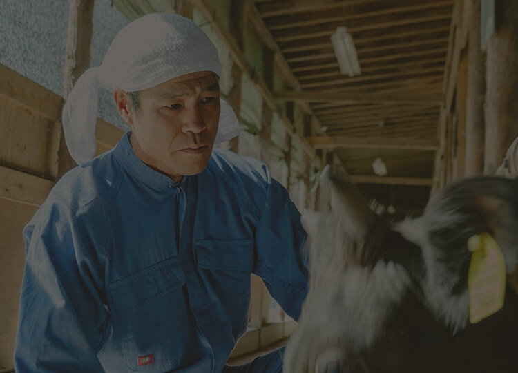 牛の状態を見る鈴木