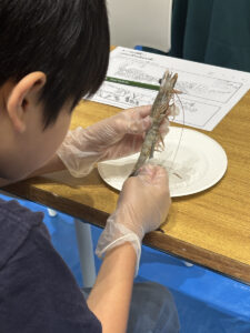 探究教室ながい特別授業「海老の解剖教室」を開催