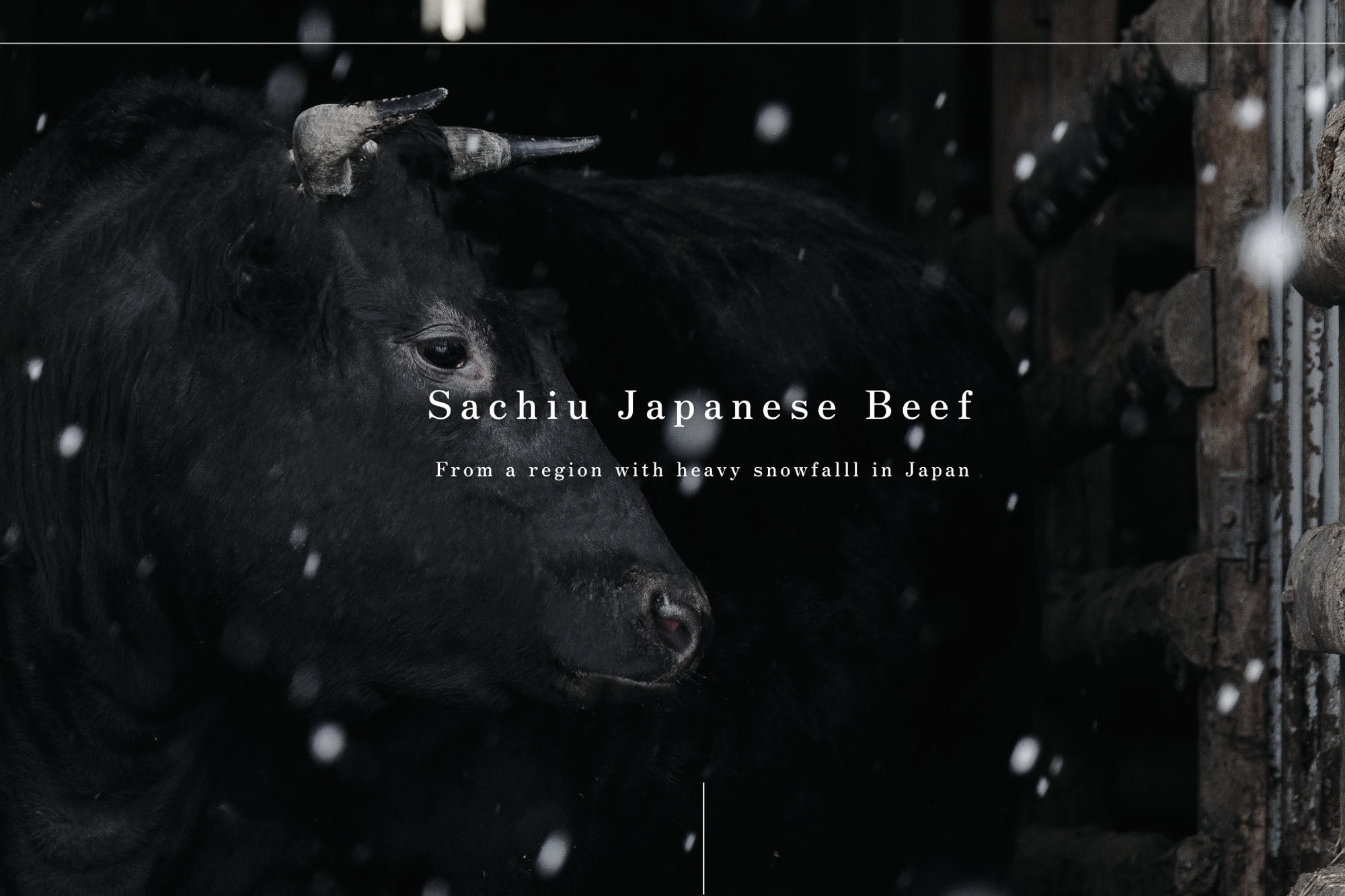 幸生牛 英語版公式サイトを公開しました。Sachiu Japanese Beef Official English Website Now Live